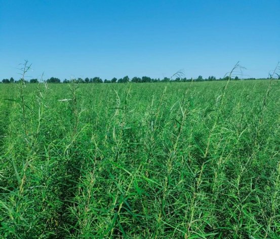 华体会- 华体会体育官网- 华体会体育APP下载按下 “快进键”年产2万吨涂料项目6月底将投产