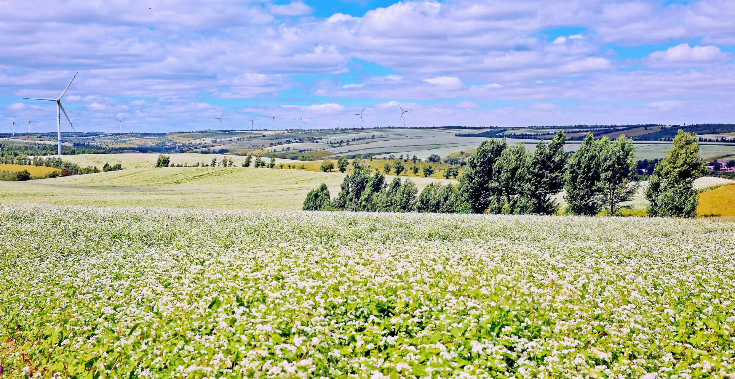 魅力荞乡 白春生摄_proc.jpg